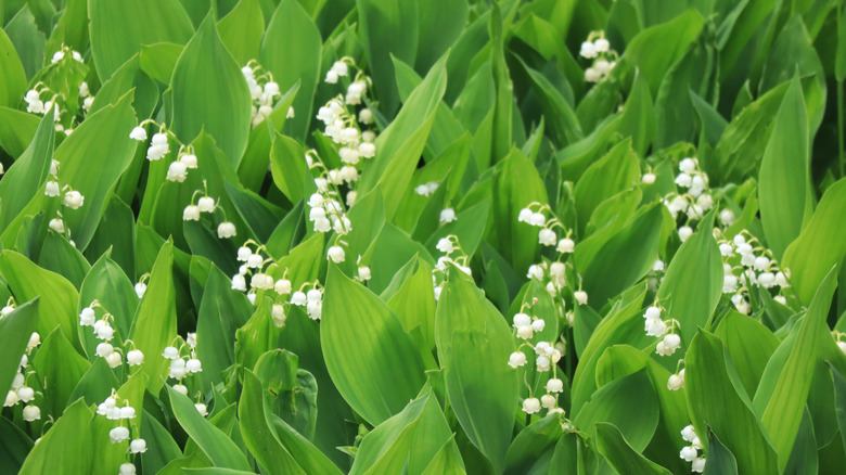 Lily of the valley blooming in the garden.