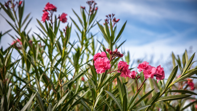 Close view of pink oleander.