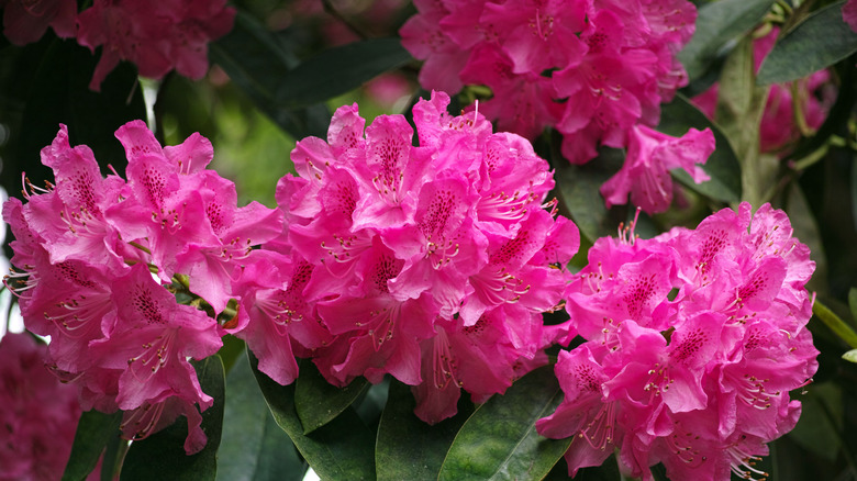Rhododendron flowering in the garden