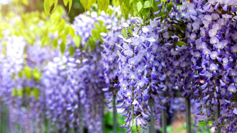 Blooming purple wisteria