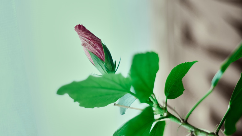 A shriveled fuchsia plant looking worse for wear