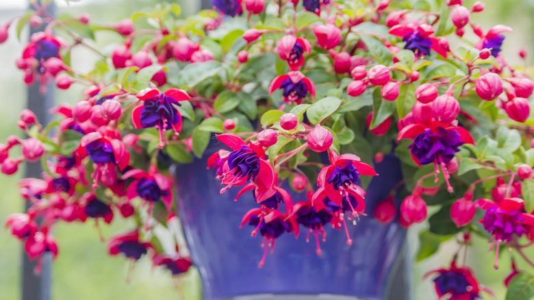 Fuchsias thriving in hanging basket that's planted outside