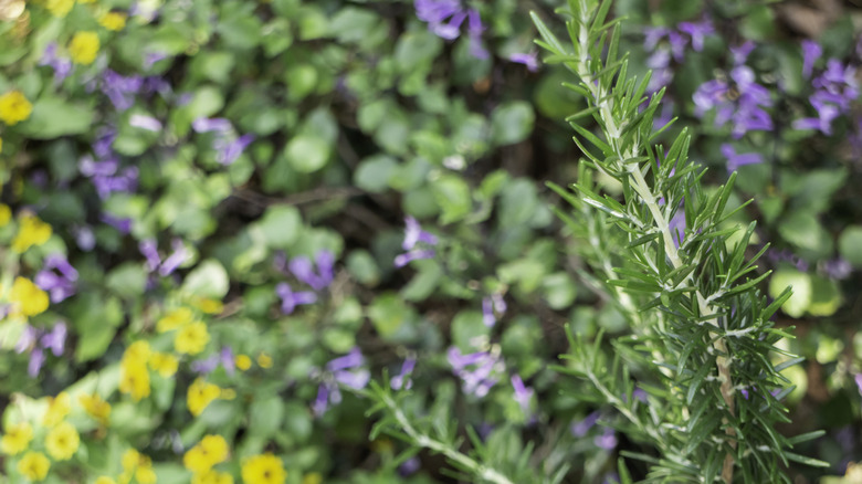 Rosemary growing amid other plants.