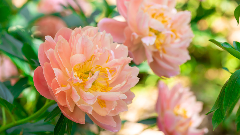 peonies in bloom