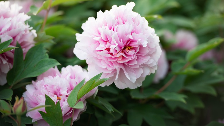 pink peony blooms