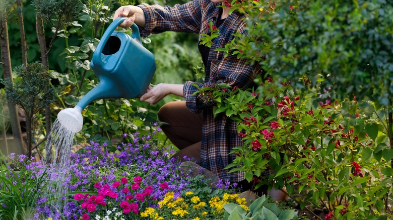 Woman using a watering can to water plants in the garden