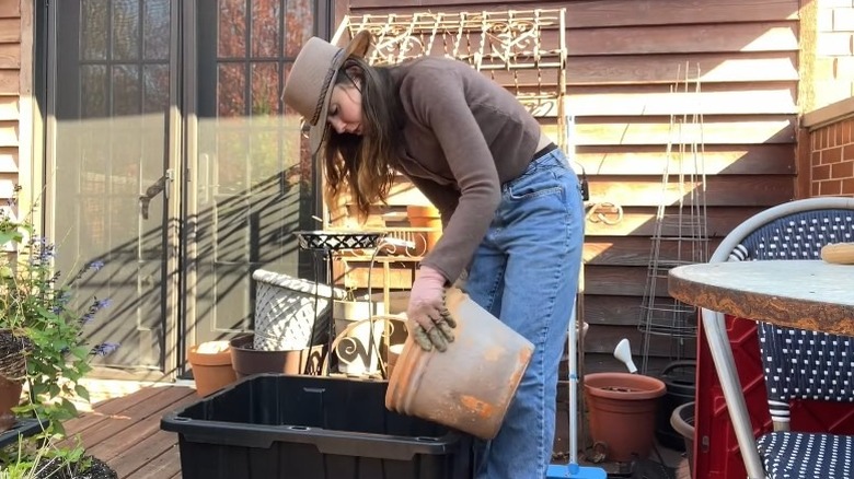 Person emptying pot into a plastic bin for winter soil storage