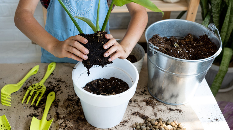Person repotting a container plant