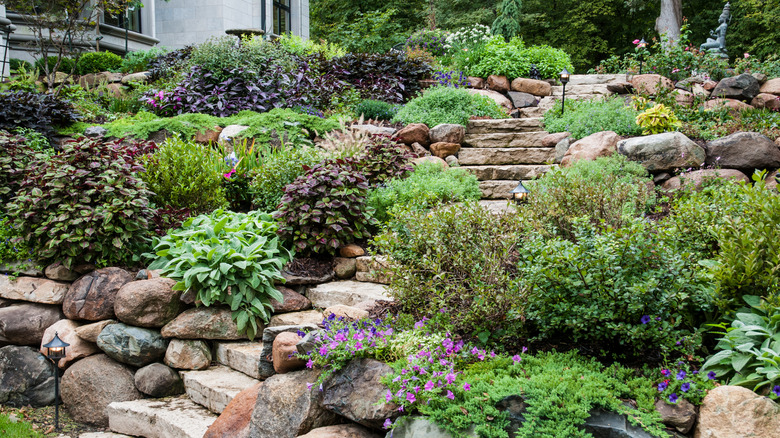 Several stone retaining walls on a sloped lawn with a walkway and plants growing on each level.