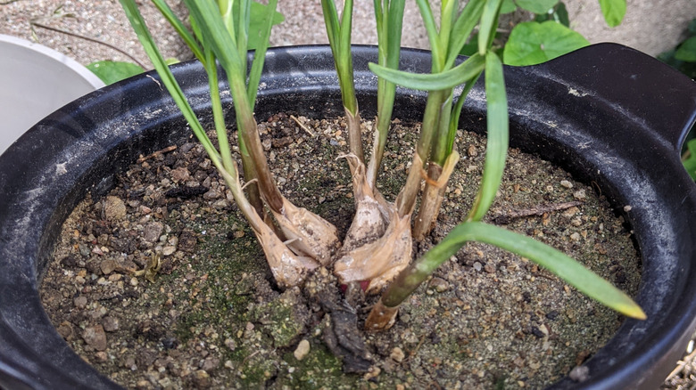 Cloves of garlic are sprouting as they emerge from the top of a plant pot.
