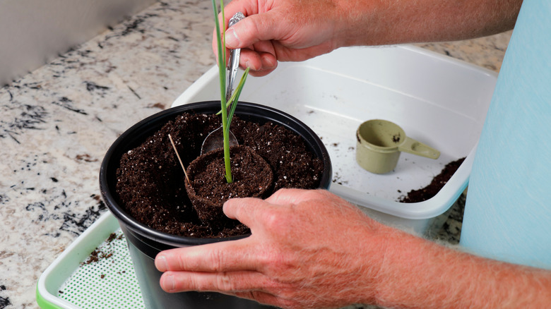 Don't Let Your Small Garden Stop You From Growing Garlic: Plant It In Containers