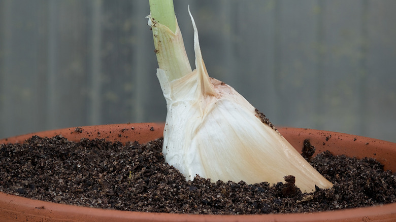 A single garlic clove is sprouting out from the top of a terracotta plant pot.