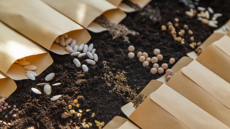 seeds in paper pouches