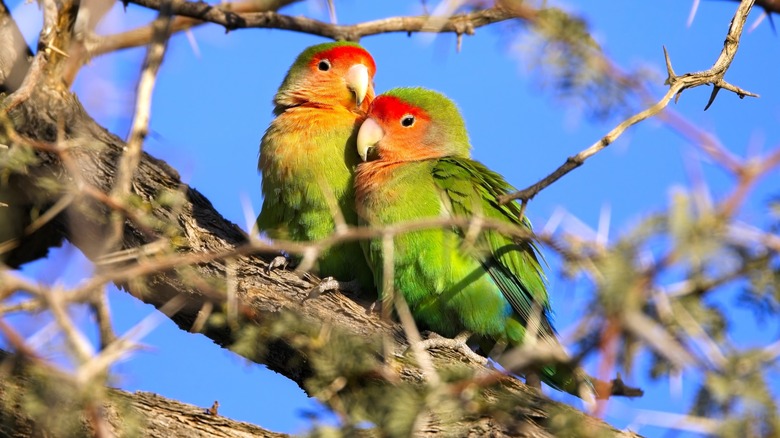 Lovebirds in a tree