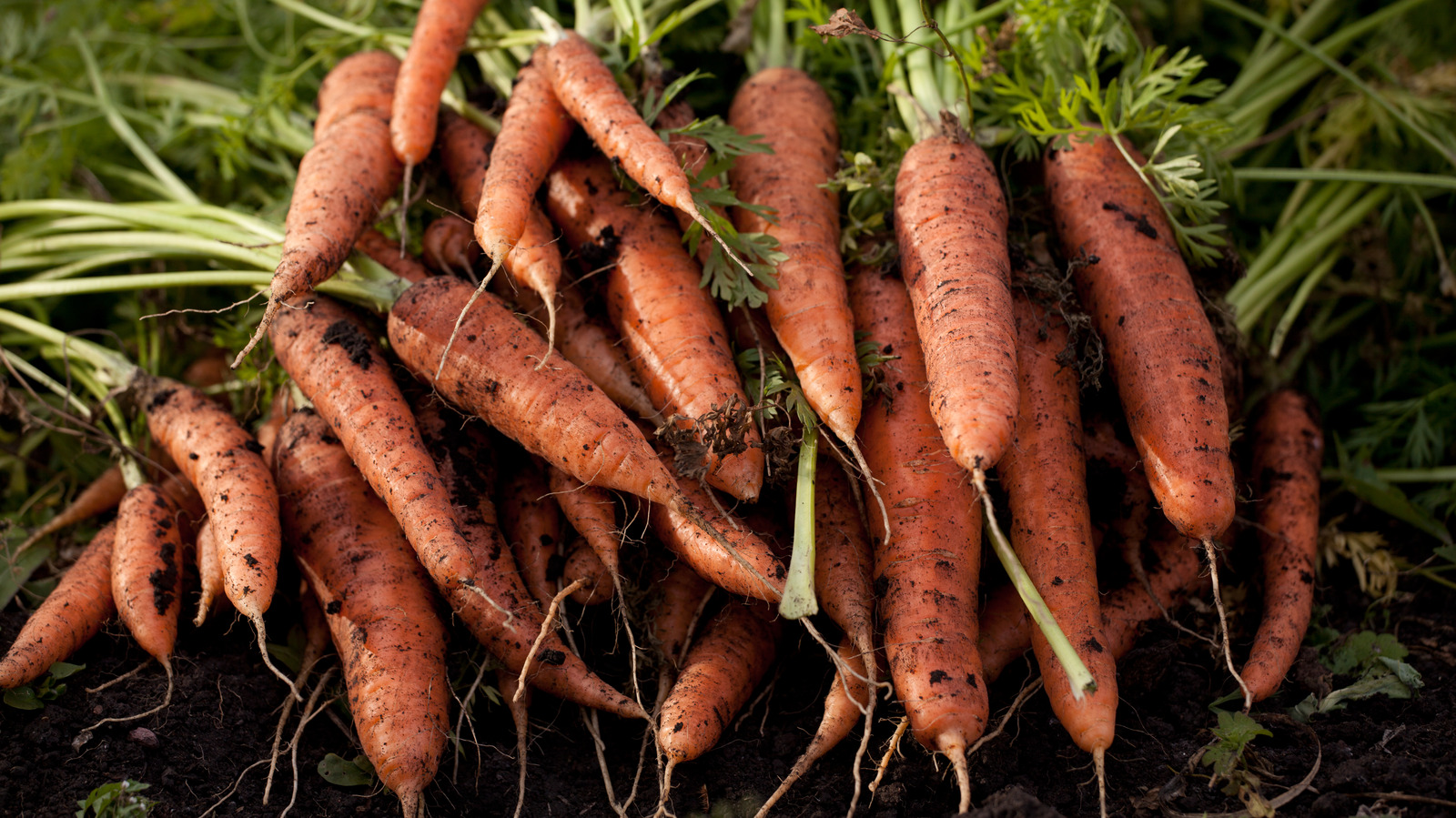 Don't Make These Mistakes When Trying To Grow Tasty Carrots In The Winter
