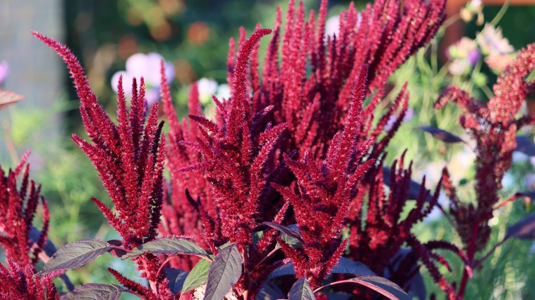 Amaranth growing in garden 