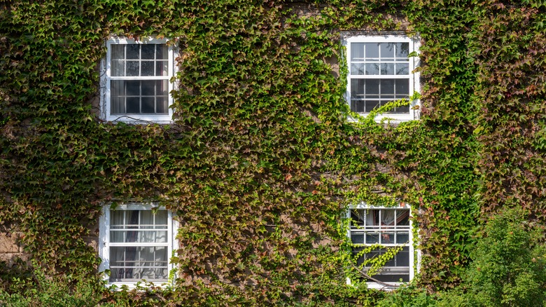 Ivy growing on home