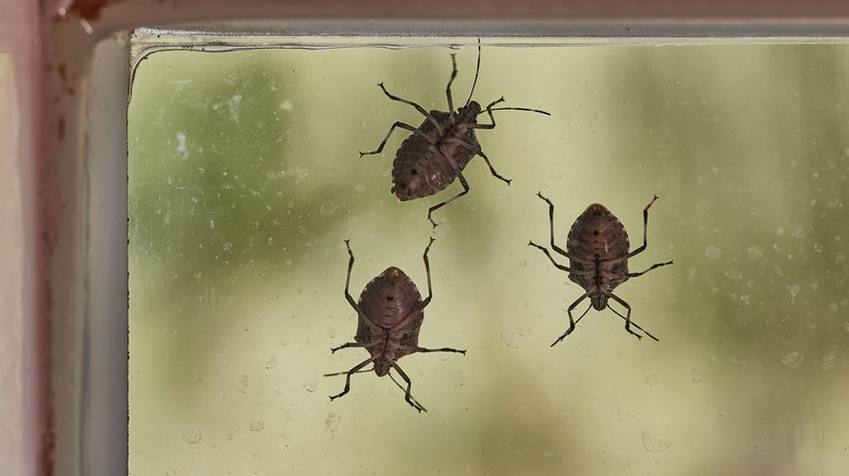 Stink bugs on window