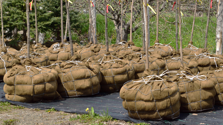 Tree roots wrapped in burlap