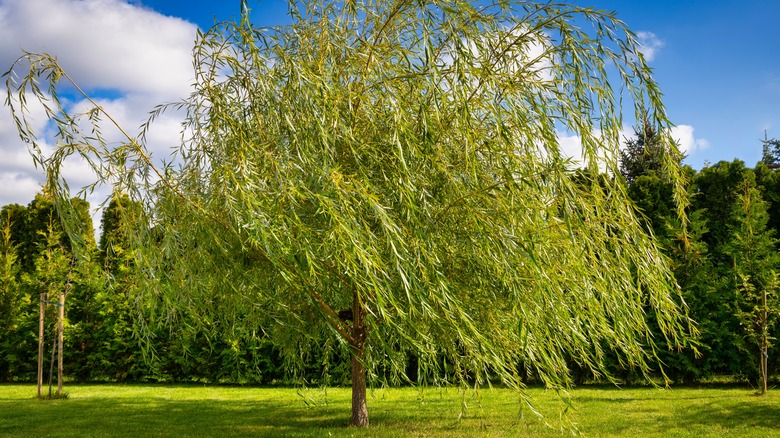 Willow tree in backyard