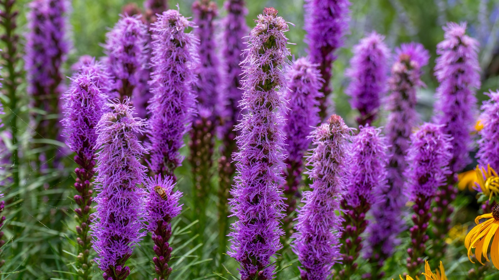 order lavender plants 3-Pack Live Lavandula stoechas Spanish Lavender Starter Perennial Plants.  Super Healthy. Ready to Plant main image 0