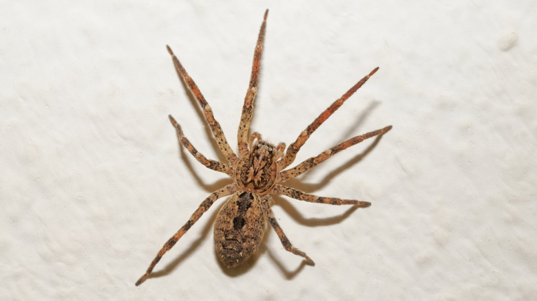 A large hobo spider climbing up the wall of a home