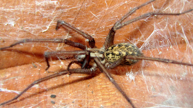 A hobo spider lying upside down inside its woven web