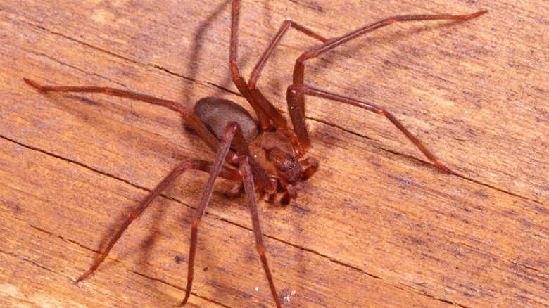 A brown recluse spider on a wood surface