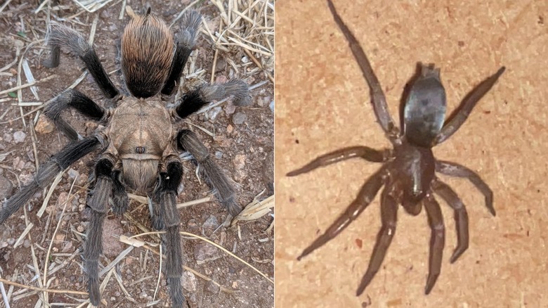 A brown and black tarantula on the left compared to a mouse spider (Scotophaeus blackwalli) on the right