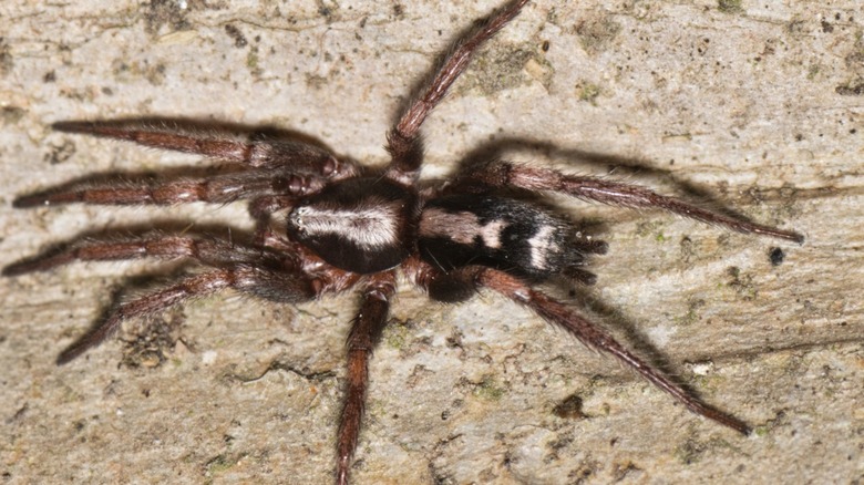 A parson's spider up close, showing off the white stripe on the back.