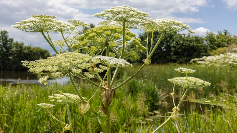 Parasols of white hogweed flowers