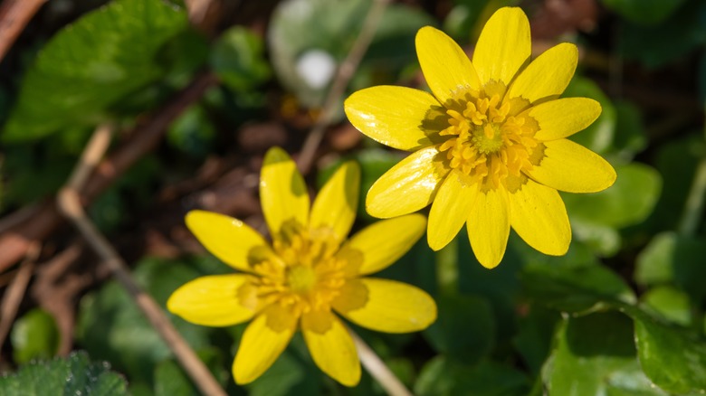 Waxy yellow celandine flowers
