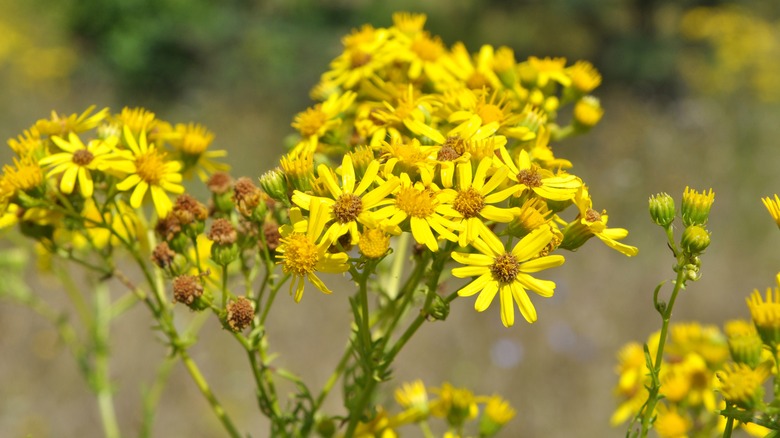 Yellow tansy ragwort cluster