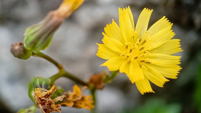 Yellow flower on wild lettuce