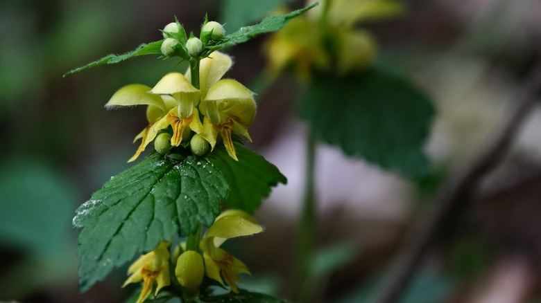 Stalk of yellow archangel flowers