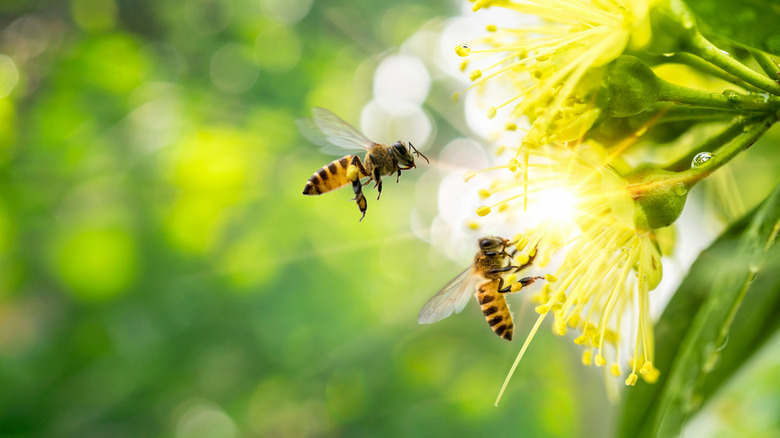 bees pollinating yellow flower