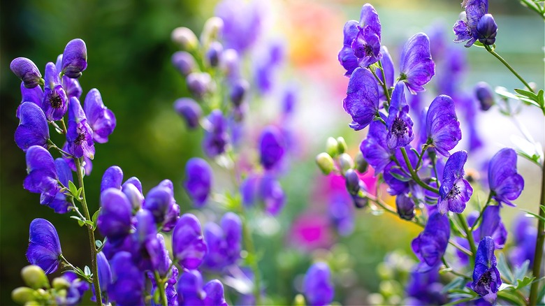 Violet-colored wolfsbane