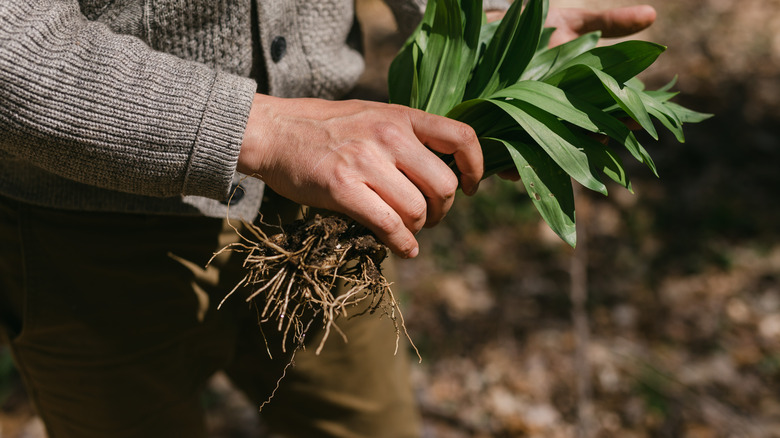 Man holding uprooted plant