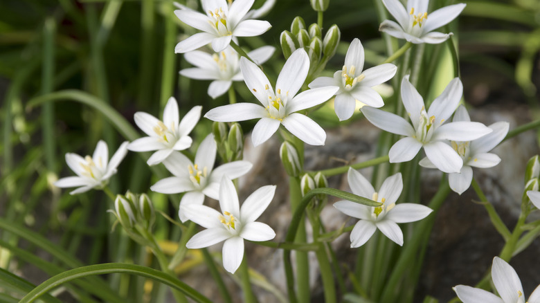 Star of Bethlehem in bloom