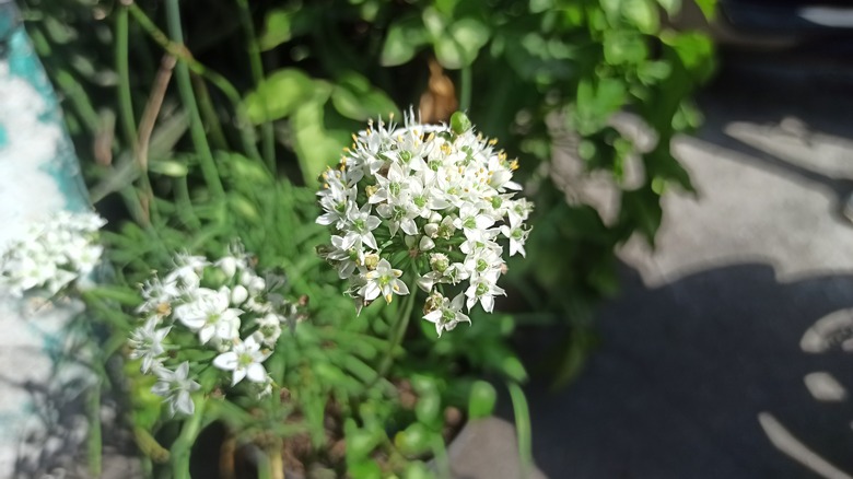 wild onion in bloom