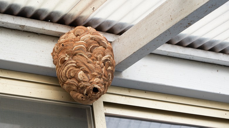 Wasps nest