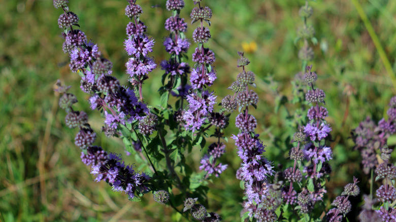Pennyroyal in bloom in field