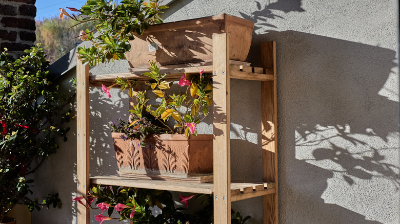 Wooden shelves with potted plants on it
