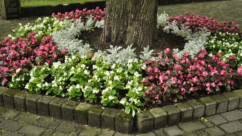 Flowers and plants under tree landscaping