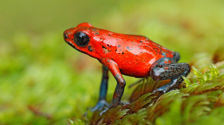 strawberry poison dart frog