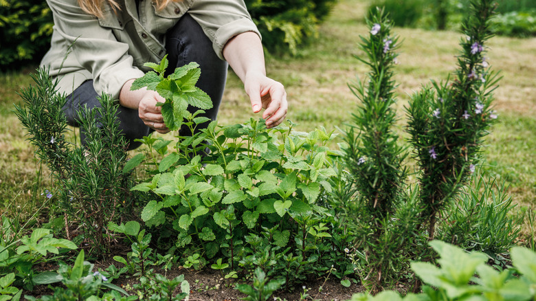 A woman crouching to pick herbs from a garden