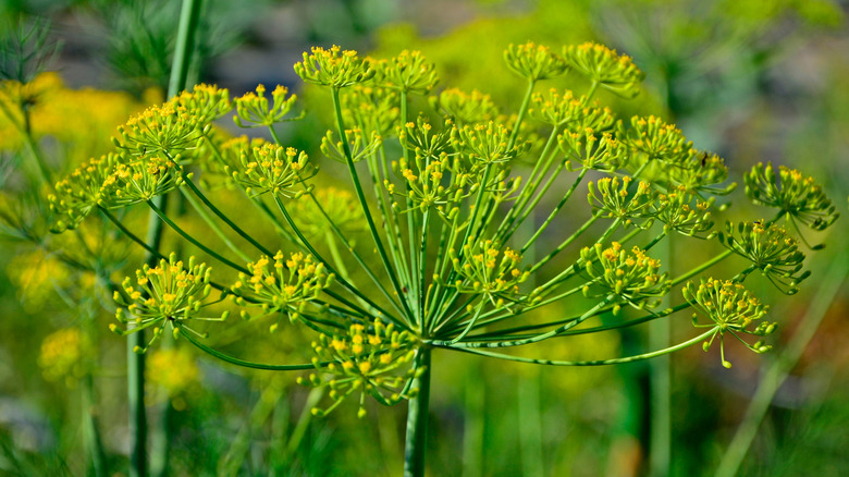 A close-up image of a dill flower