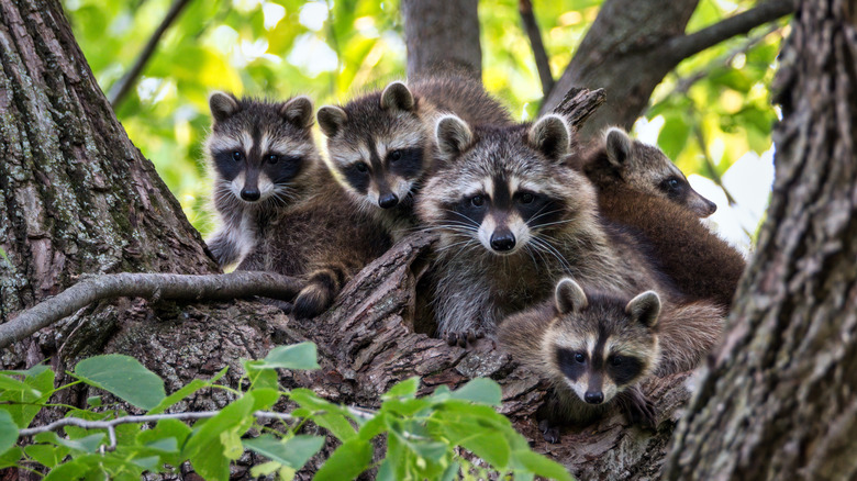 Family of raccoons sitting in a tree