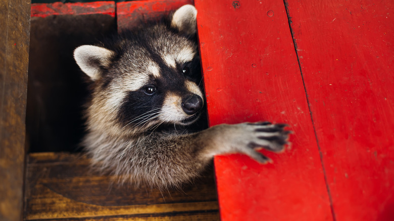 Cute raccoon in a wooden crawl space