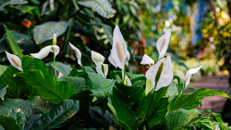 Close-up of a peace lily showing its glossy green leaves and white spathe flowers